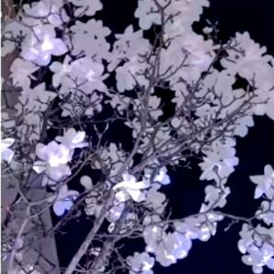 Meet your Posher, Sugar_blossom